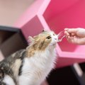 猫がいつも心待ちにしている『至福のとき』5選　日々を彩る特別なひと…