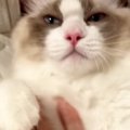 仰向けになってくつろぐ猫→『お腹をなでなで』されると…7秒後の『信じられ…