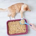 猫が『トイレ用の砂』を食べてしまう理由3つ　困った行動を防ぐための…
