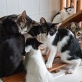 猫を救う『寄付先』を選ぶときのポイント5つ　信頼できる団体の見分け方か…