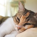 猫の人間とは違う『白目』の4つの秘密