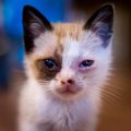 猫の目にあらわれる病気『チェリーアイ』の症状4つ　放置してはいけな…
