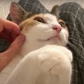 冬場のホットスポット！猫ちゃんの特等席♡