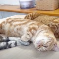 仲良く眠る猫ちゃん三兄弟がただただ可愛い♡