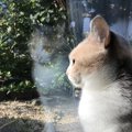 猫が『窓の外を眺めているとき』に考えていること3選