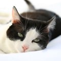 猫が『身体の不調』を隠している仕草３つ