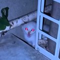 真夜中に外から『子猫の大きな鳴き声』→なんとか保護しようと探したら…涙…