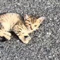 駐車場で見かけた、元気のない子猫→数日後、『道路の真ん中』で発見さ…