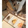 3種類の猫型クッキーを愛猫に見せてみると…まさかの行動が賢すぎると26万…