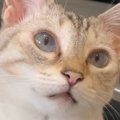 飼い主さんに気づいてほしくて……猫が見せた『コミュニケーションの取…