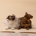 猫の多頭飼いで避けるべき『仲の取り持ち方』3選　逆効果になりうる理…