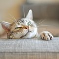 猫への接し方『迷惑行為』になってない？気付かずにしてしまっているNG行…