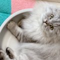 『猫の飼い主』だからこそわかること5選