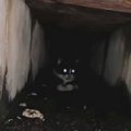 排水溝の奥で『鳴いていた子猫』を救出→約７年後…胸が熱くなる『現在の光…