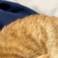 服の上を見たら、『くつろぐ愛猫』がいて…あまりにも『尊い瞬間』に悶絶の…