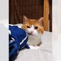 「まるでマンガみたい！」悪い顔を連発する猫ちゃん登場「ニヤリ」「…