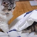 和風が好みなの？猫用布団に集まる猫さんたち！