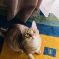 猫を長期のお留守番させた後にするべきアフターケア