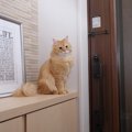 猫の『ペット可』物件で起こりやすいトラブル5つ