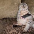 猫を見ていて『野生を忘れている』と確信する瞬間5選　信頼してくれて…