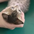 生後2か月の子猫を動物病院に連れて行った結果…『診察中の様子』に笑って…