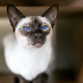 シャム猫の目の色は何色？青い目の理由や色合いから子猫の変化まで解説