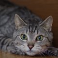 猫が飼い主を『待ち伏せ』するときの心理4選　なぜ突然狙ってくるの？…