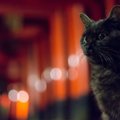 猫の『厄年』って何歳？厄年の猫に気をつけてあげたいこと4つ