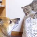 ７歳になった２匹の猫→子猫時代から犬に育てられて…頼れる存在になるまで…