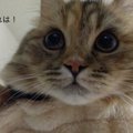 「あれは何ニャ？」獲物かと思ってドキドキしたけど早とちりだった猫…