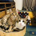 ネコの飼育頭数NO1！雑種猫の魅力とは？