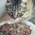 猫が餌を食べない理由とその対処法