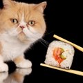 猫が命を落としかねない『生の食べ物』3つ　知らないと危険な理由や誤…