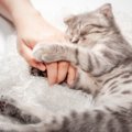 猫に愛された飼い主だけが見られる『ありがたい寝姿』5選　あなたへの…