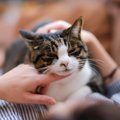 たっぷり『愛情を注がれて育った猫』ならではの特徴4選　表情や態度……