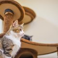 猫がキャットタワーを使わなくなった時に考えられる原因５つ