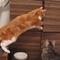 マンチカン猫ちゃんが「味見したいニャン！」　新しいキャットフード…