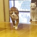 『呼んだ？』いつでもどこでも駆けつける猫ちゃんたち