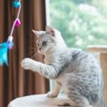 猫のおもちゃ『猫じゃらし』の上手な使い方5つ♪食いつきが良くなる形…