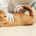 猫の『脱肛』ってなに？　主な症状や発見したときの対処法を解説