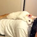 抱っこが苦手なネコ→『背中によじ登ってきた』と思ったら…悶絶級に可…