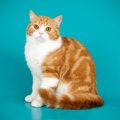 【獣医師監修】スコティッシュストレートは飼いやすい？猫種の性格や飼う…