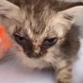 意識もなく『瀕死だった子猫』を保護してお世話した結果…『見違える変…
