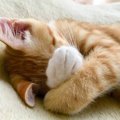 猫にも『恥ずかしい』という感覚はある？失敗をゴマかす行動に見られ…