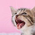 猫が『異常を訴えているときの鳴き声』4選！パターン別の対処法とは？