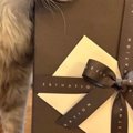 病気を乗り越えた保護猫→里親さんから『現在の様子』が送られてくると…可…
