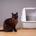 猫をガッカリさせてしまう『トイレ環境』4選　健康を損なう危険性も？改善…