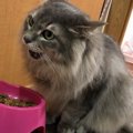 食事するときの行動でわかる猫の心理６つ