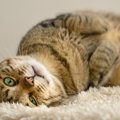 猫の『メンタルの不調』がもたらす3つの健康トラブル　精神的に弱った…