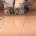 家の外に『工事のおじさん』がやってくると…『猫の反応』が可愛すぎると65…